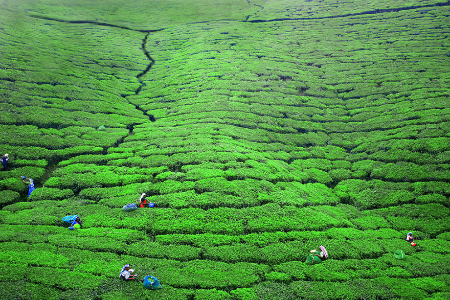 Женщины работают на чайных плантациях недалеко от Нувара-Элия, Шри-Ланка