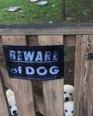 Фотография: Осторожно! В этом посте жутко добрые собаки №5 - BigPicture.ru