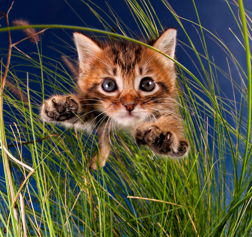 Фотография: Прыгучие котята от фотографа Сета Кастила, которые поднимут настроение кому угодно №3 - BigPicture.ru