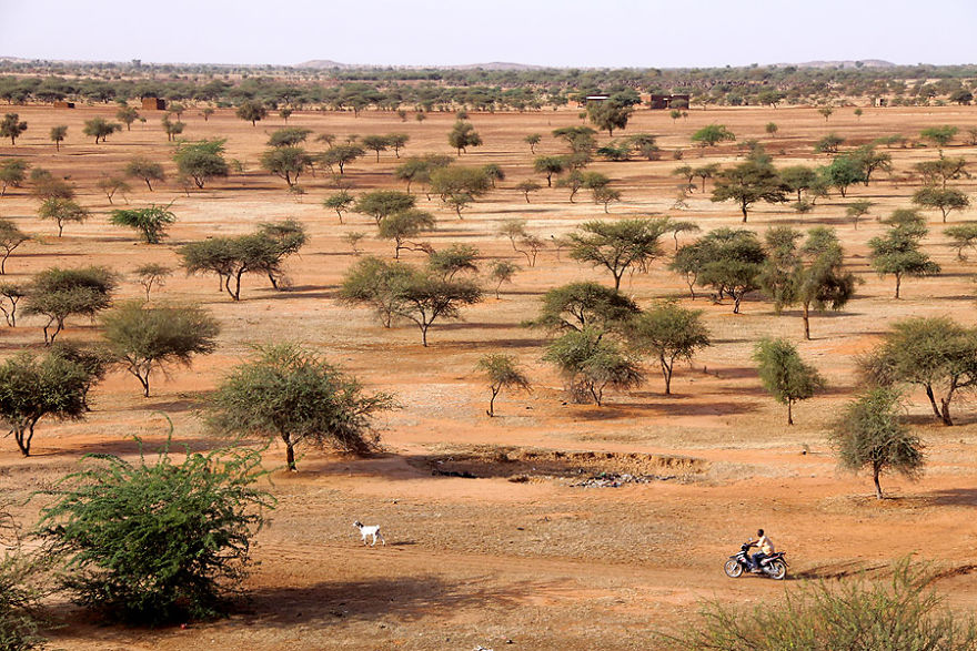 Деревья в окрестностях Гором-Горома, Буркина-Фасо