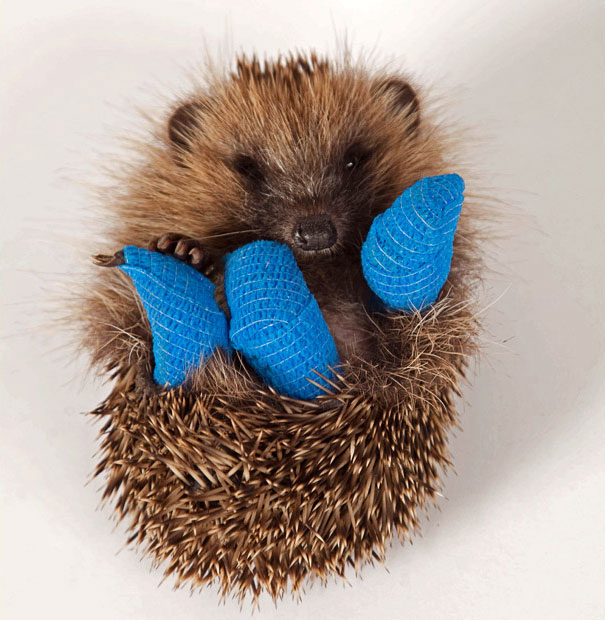 Фотография: 10 крохотных животных в миниатюрных гипсовых повязках №4 - BigPicture.ru