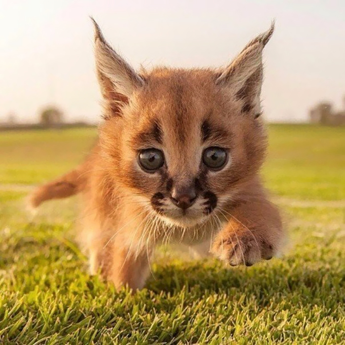 Фотография: Каракалы — самые милые и красивые среди кошек №4 - BigPicture.ru