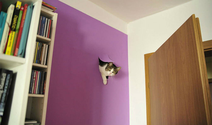 Фотография: Продлевая жизнь: на этих котов невозможно смотреть без смеха №2 - BigPicture.ru