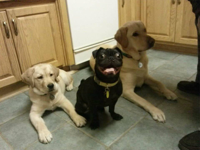 Фотография: Собака бывает смешащей: на этих лучших друзей человека сложно смотреть без улыбки №6 - BigPicture.ru