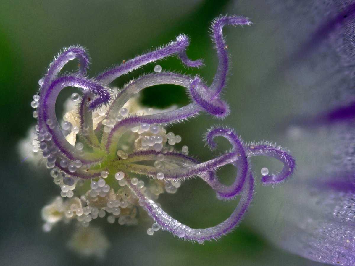 Фотография: Невероятные фото, сделанные с помощью микроскопа, открывают новый микромир №55 - BigPicture.ru