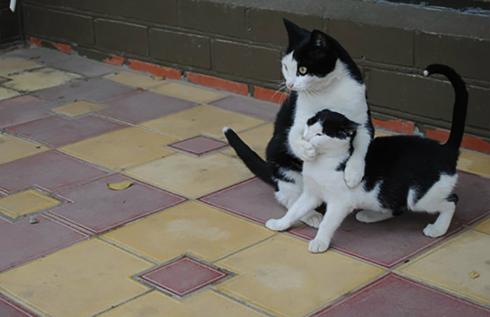 Фотография: Продлевая жизнь: на этих котов невозможно смотреть без смеха №4 - BigPicture.ru