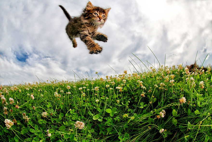 Фотография: Прыгучие котята от фотографа Сета Кастила, которые поднимут настроение кому угодно №7 - BigPicture.ru
