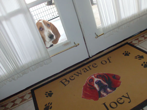 Фотография: Осторожно! В этом посте жутко добрые собаки №10 - BigPicture.ru