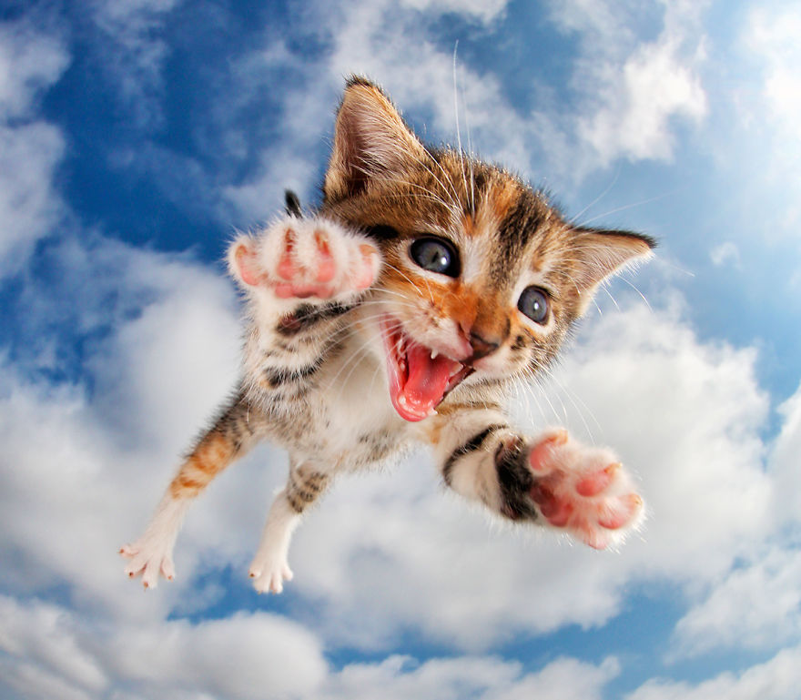 Фотография: Прыгучие котята от фотографа Сета Кастила, которые поднимут настроение кому угодно №8 - BigPicture.ru