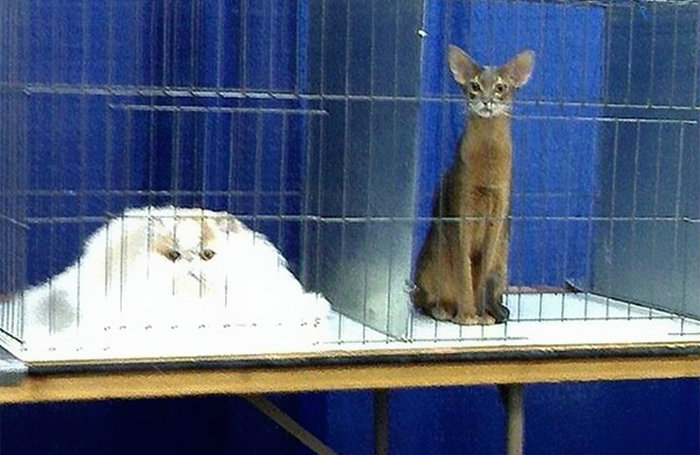 Фотография: Продлевая жизнь: на этих котов невозможно смотреть без смеха №5 - BigPicture.ru