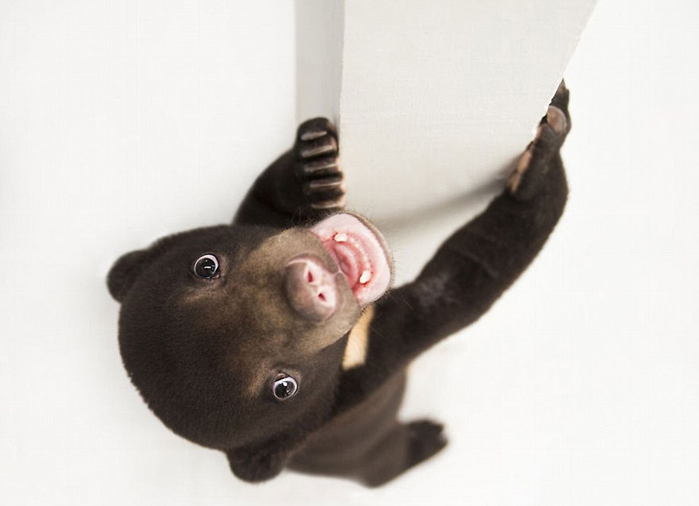Фотография: Первая фотосессия самого милого медвежонка в мире №4 - BigPicture.ru