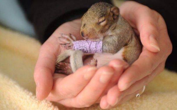 Фотография: 10 крохотных животных в миниатюрных гипсовых повязках №9 - BigPicture.ru