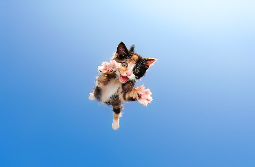 Фотография: Прыгучие котята от фотографа Сета Кастила, которые поднимут настроение кому угодно №9 - BigPicture.ru