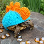 Эти 20 фотографий безумно милых животных в свитерах согреют вас