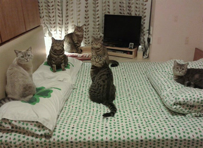 Фотография: Продлевая жизнь: на этих котов невозможно смотреть без смеха №6 - BigPicture.ru