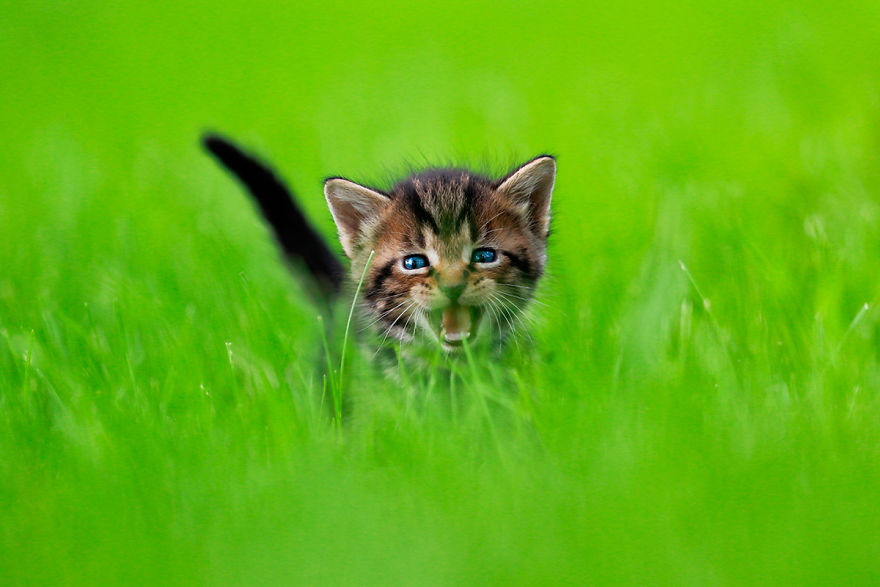 Фотография: Прыгучие котята от фотографа Сета Кастила, которые поднимут настроение кому угодно №10 - BigPicture.ru