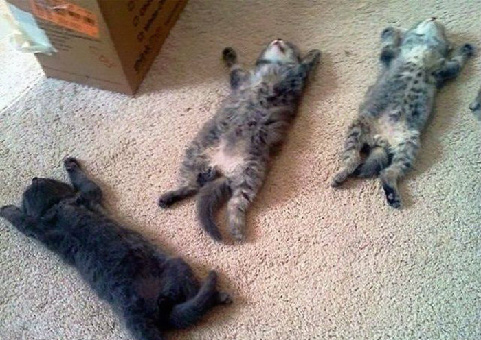 Фотография: Продлевая жизнь: на этих котов невозможно смотреть без смеха №7 - BigPicture.ru