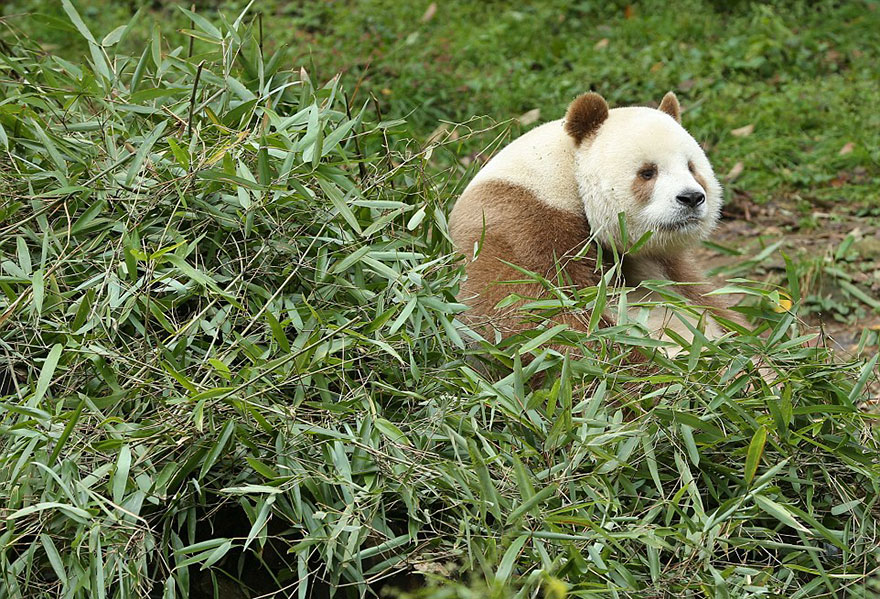 Фотография: Единственная в мире коричневая панда, которую бросила мама, наконец-то нашла свое счастье №7 - BigPicture.ru