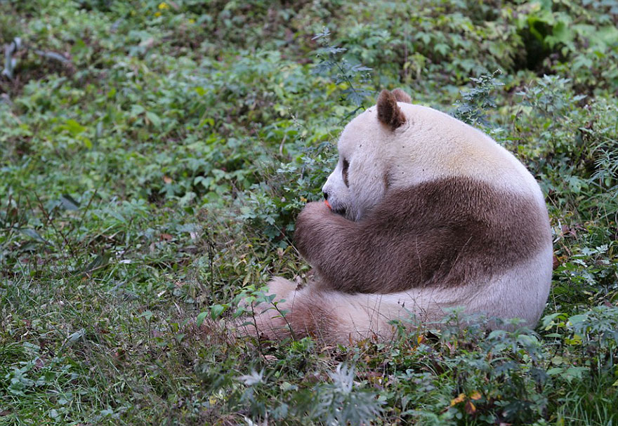 Фотография: Единственная в мире коричневая панда, которую бросила мама, наконец-то нашла свое счастье №6 - BigPicture.ru