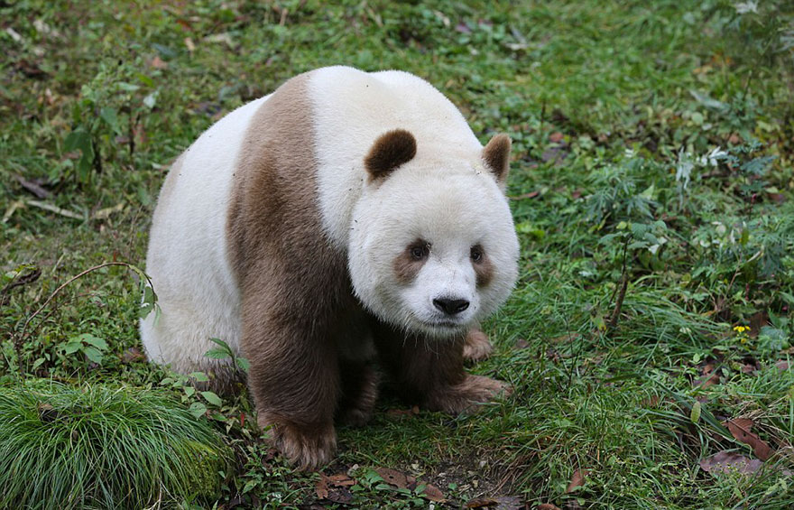 Фотография: Единственная в мире коричневая панда, которую бросила мама, наконец-то нашла свое счастье №5 - BigPicture.ru