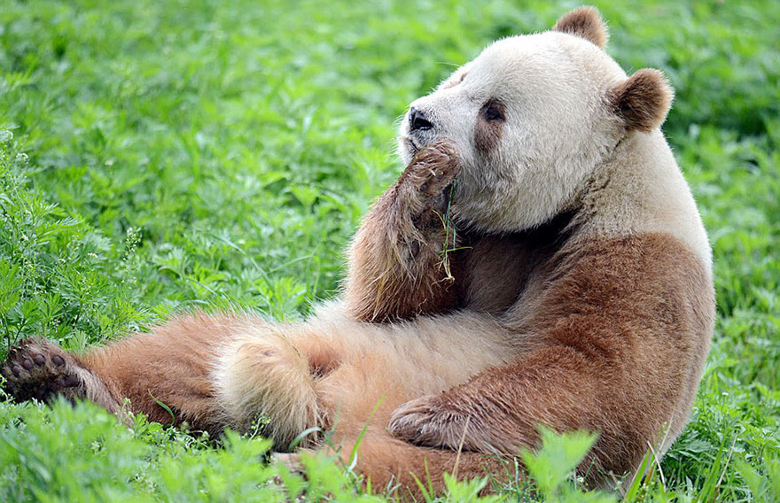 Фотография: Единственная в мире коричневая панда, которую бросила мама, наконец-то нашла свое счастье №3 - BigPicture.ru
