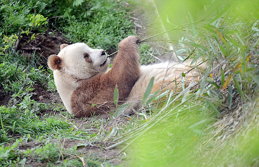 Фотография: Единственная в мире коричневая панда, которую бросила мама, наконец-то нашла свое счастье №2 - BigPicture.ru