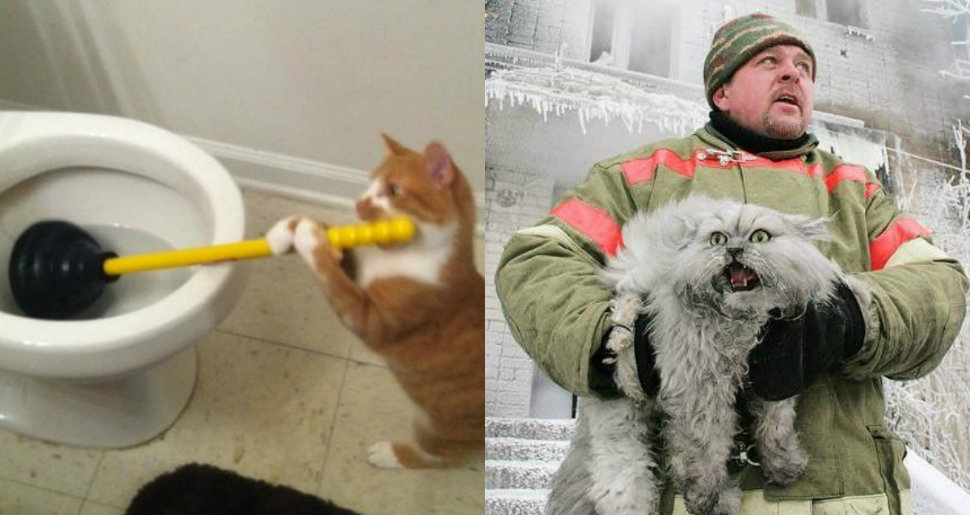 Фотография: Продлевая жизнь: на этих котов невозможно смотреть без смеха №1 - BigPicture.ru