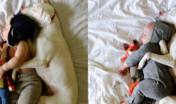 Восхитительные снимки спящих в обнимку малыша и спасенной от усыпления собаки