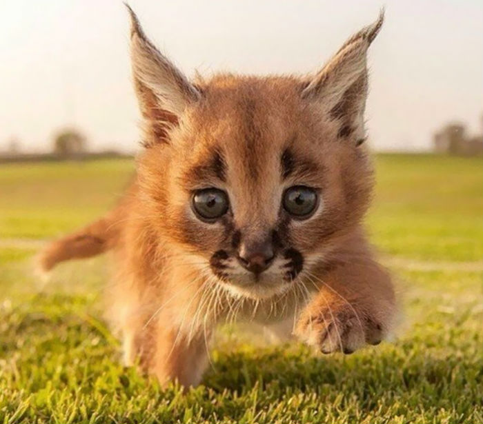 Фотография: Каракалы — самые милые и красивые среди кошек №1 - BigPicture.ru