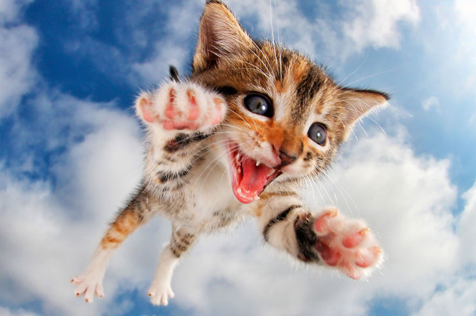 Фотография: Прыгучие котята от фотографа Сета Кастила, которые поднимут настроение кому угодно №1 - BigPicture.ru