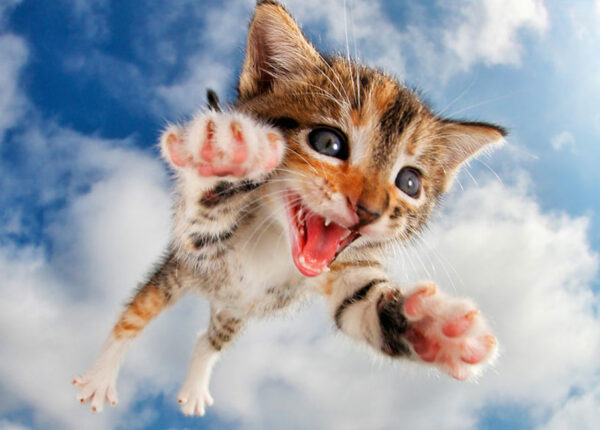Прыгучие котята от фотографа Сета Кастила, которые поднимут настроение кому угодно