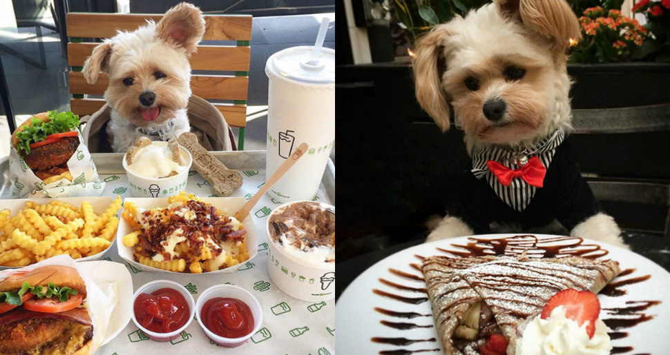 Фотография: По ресторанам: бывшую бездомную собаку теперь каждый день водят по лучшим заведениям №1 - BigPicture.ru