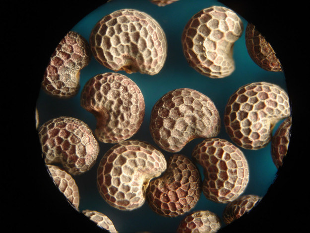 Вот так выглядят семена мака под микроскопом