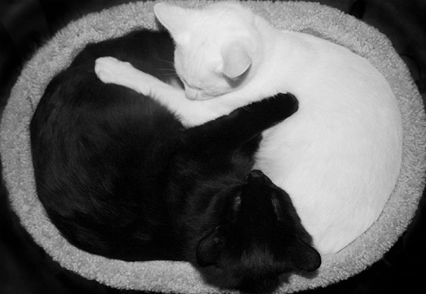 Фотография: Инь и ян: черные и белые котики, которые выглядят так идеально, что кажутся одним целым №10 - BigPicture.ru