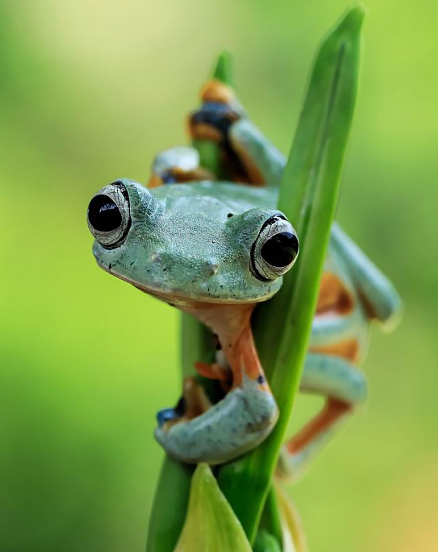 Фотография: Царевна-лягушка: индонезиец снимает неожиданные грани обычных лягушек №11 - BigPicture.ru