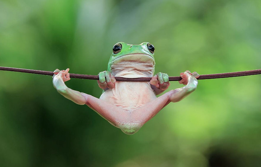 Фотография: Царевна-лягушка: индонезиец снимает неожиданные грани обычных лягушек №12 - BigPicture.ru