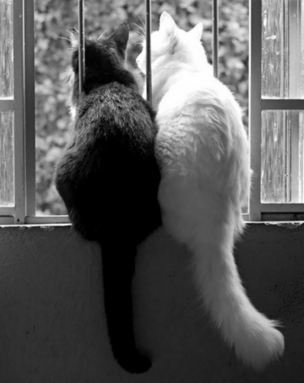 Фотография: Инь и ян: черные и белые котики, которые выглядят так идеально, что кажутся одним целым №11 - BigPicture.ru