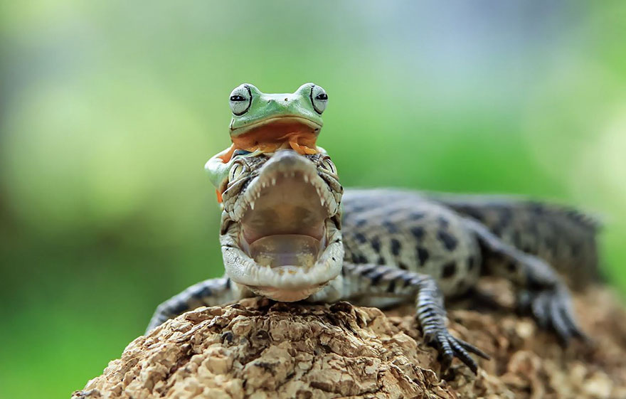 Фотография: Царевна-лягушка: индонезиец снимает неожиданные грани обычных лягушек №13 - BigPicture.ru