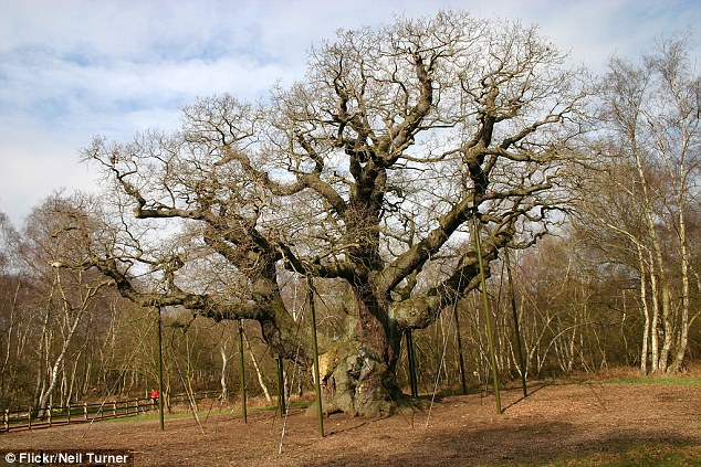 Фотография: Самые известные в мире деревья, прославившиеся в кино, музыке и живописи №13 - BigPicture.ru