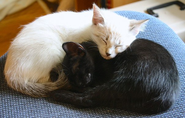 Фотография: Инь и ян: черные и белые котики, которые выглядят так идеально, что кажутся одним целым №12 - BigPicture.ru