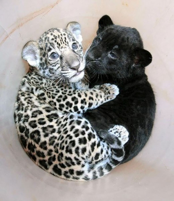 Фотография: Инь и ян: черные и белые котики, которые выглядят так идеально, что кажутся одним целым №13 - BigPicture.ru