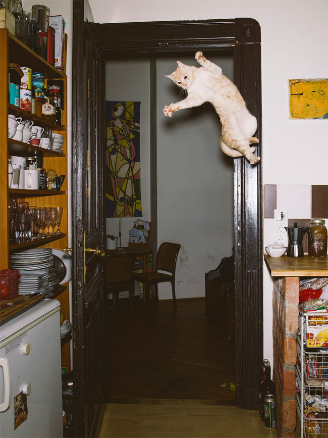 Фотография: Австрийский фотограф снимает летающих котов №14 - BigPicture.ru