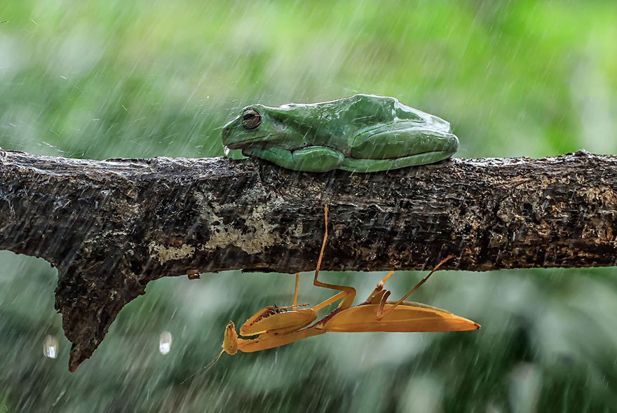 Фотография: Царевна-лягушка: индонезиец снимает неожиданные грани обычных лягушек №14 - BigPicture.ru