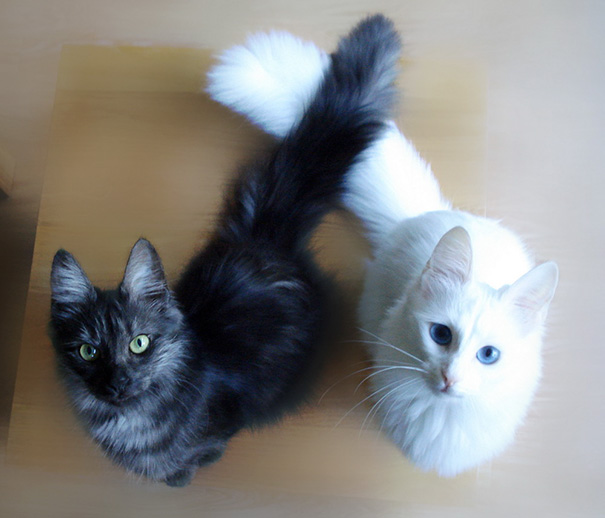 Фотография: Инь и ян: черные и белые котики, которые выглядят так идеально, что кажутся одним целым №14 - BigPicture.ru