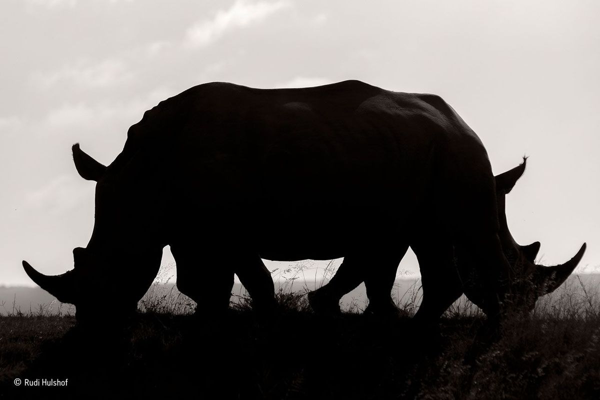 Фотография: Лучшие работы конкурса фотографии дикой природы от британского Музея естествознания №2 - BigPicture.ru