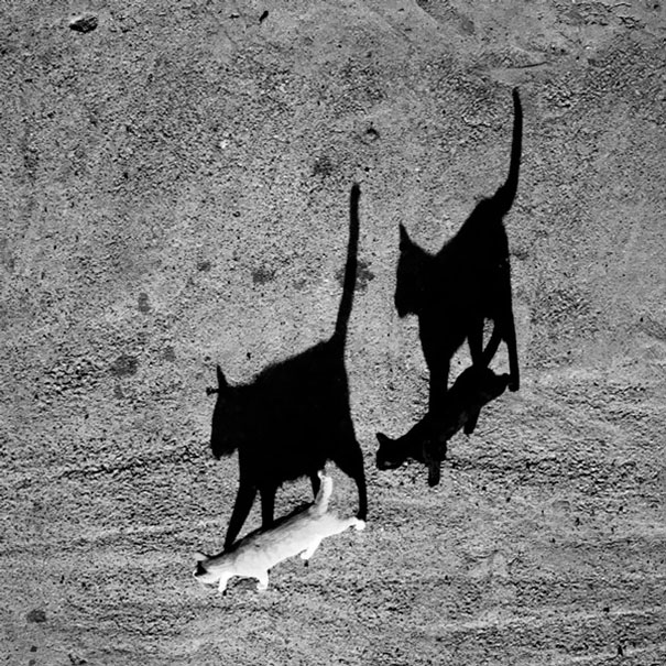 Фотография: Инь и ян: черные и белые котики, которые выглядят так идеально, что кажутся одним целым №15 - BigPicture.ru