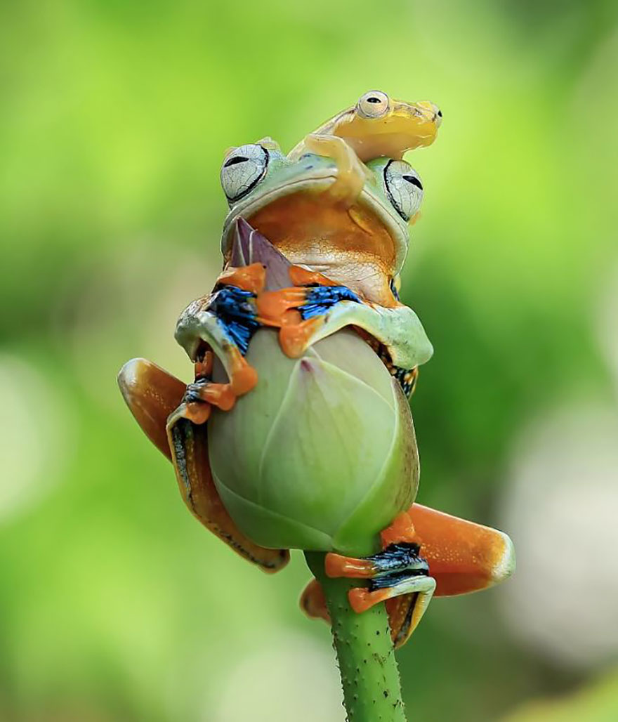 Фотография: Царевна-лягушка: индонезиец снимает неожиданные грани обычных лягушек №16 - BigPicture.ru