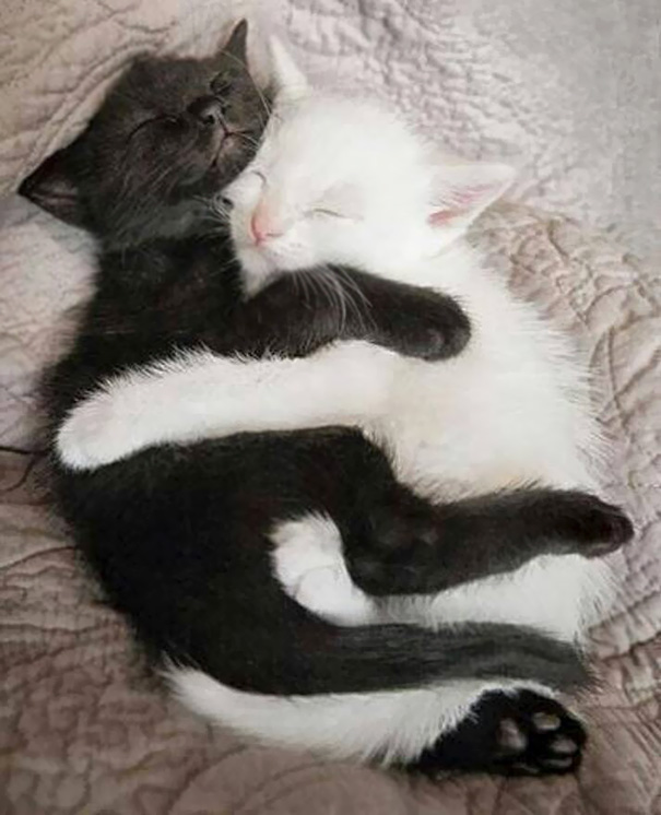 Фотография: Инь и ян: черные и белые котики, которые выглядят так идеально, что кажутся одним целым №16 - BigPicture.ru