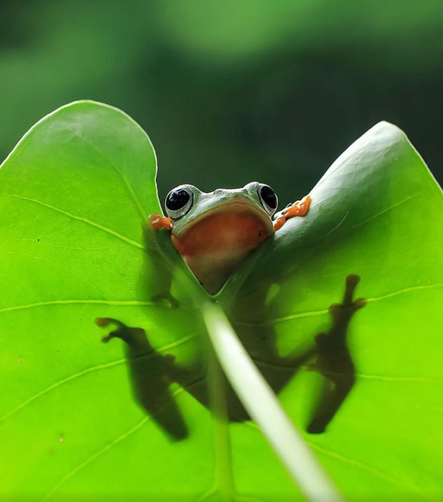 Фотография: Царевна-лягушка: индонезиец снимает неожиданные грани обычных лягушек №17 - BigPicture.ru