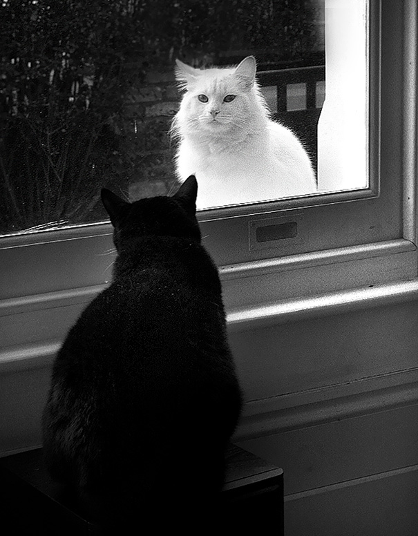 Фотография: Инь и ян: черные и белые котики, которые выглядят так идеально, что кажутся одним целым №17 - BigPicture.ru